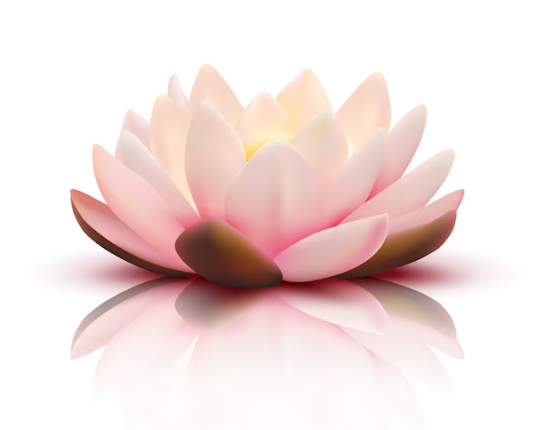 Flor de Lótus